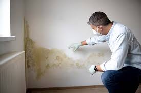 Professional Mold Prevention & Removal  in Basile, LA